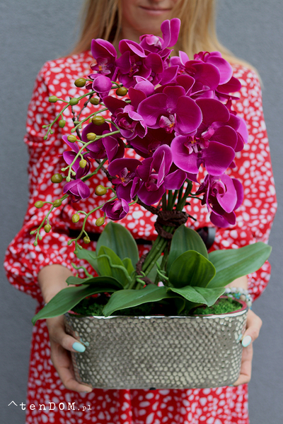 Linda Fuksja 2, storczyk w srebrnej ceramicznej donicy