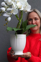 Apolonia Perane Biel, storczyk w ceramicznym pucharze