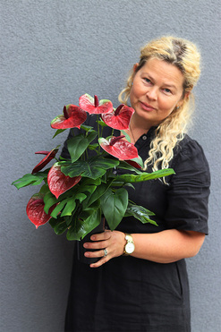 Anturium Bordo, bukiet nagrobny we wkładzie, dł.43cm