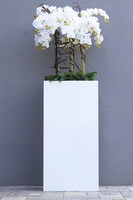 Fiberglass Grande Quadrina, ekskluzywny wysoki biały storczyk