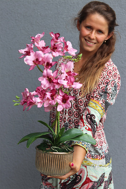 Pinkala, wiśniowy storczyk w złotej donicy, wys.60cm 