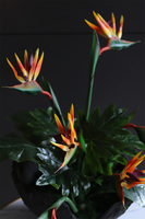 Strelizia Volcan, kompozycja nagrobna w misie