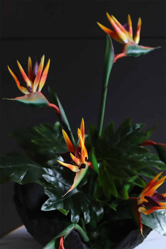 Strelizia Volcan, kompozycja nagrobna w misie