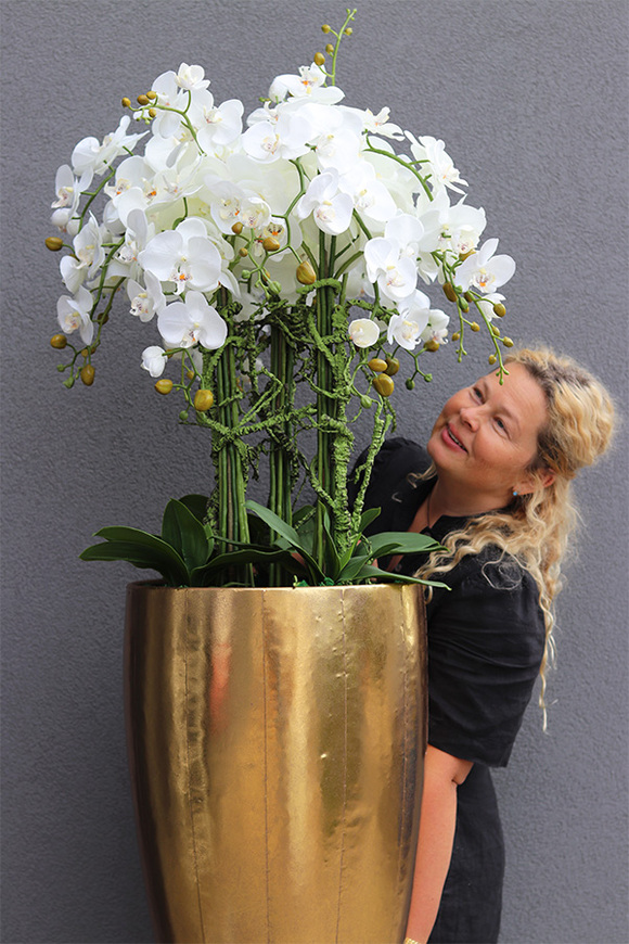 bardzo elegancki storczyk Złota Bajka