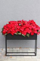 Gwiazda Betlejemska Moderno, aksamitne kwiaty w donicy na stojaku, wym.92x100cm 