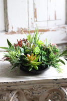 Defia, kompozycja sukulenty w okrągłej donicy, wym.20x27cm