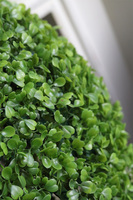 Boxwood, kula bukszpanowa