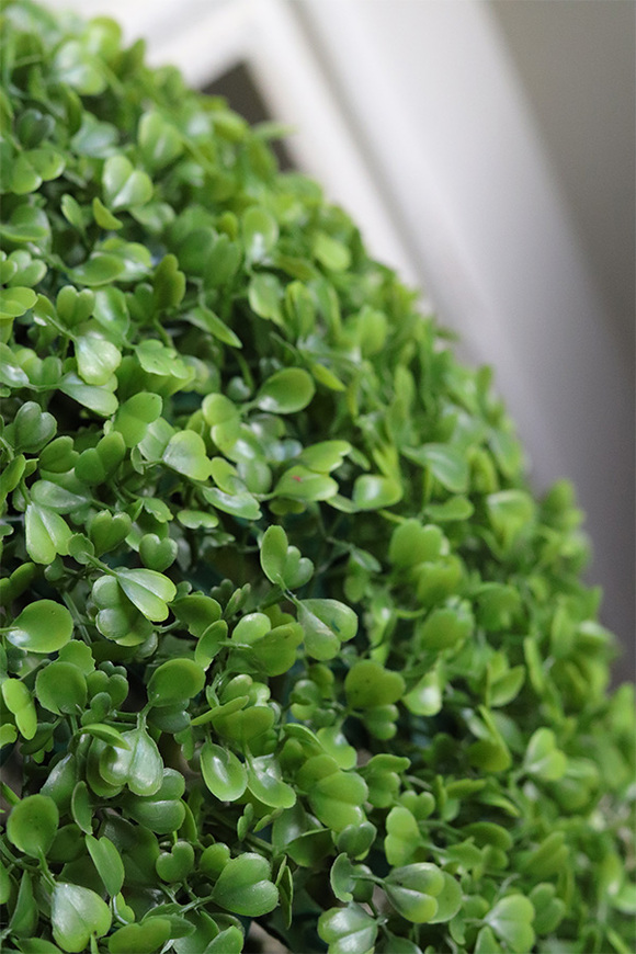 Boxwood, kula bukszpanowa