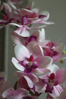 Girls Pink, różowy storczyk w białej donicy, wys.64cm 