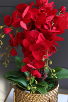 Miłość, karminowy welurowy storczyk