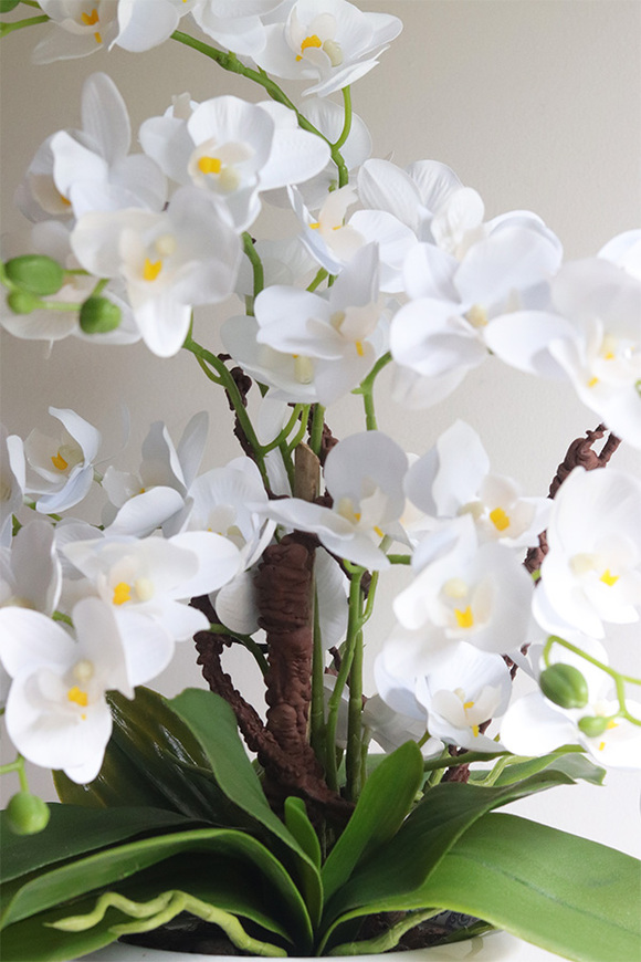 storczyk w ceramicznym pucharze