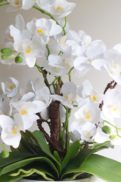 storczyk w ceramicznym pucharze