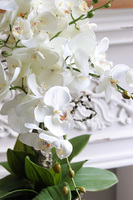 Cooler Old Times, ekskluzywny storczyk w coolerze