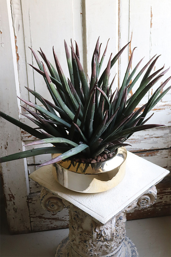 Krefia, zielona kompozycja w złotej donicy, wys.48cm