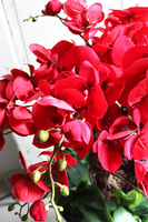 czerwony storczyk w pucharze, Purpurowy Velvetia, wys.76cm 