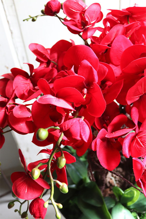 czerwony storczyk w pucharze, Purpurowy Velvetia, wys.76cm 