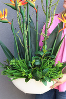 Strelicja Królewska Laos 2, egzotyczna kompozycja w donicy