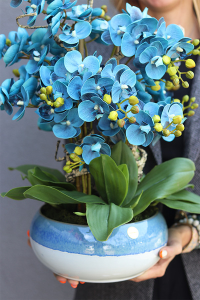 Quemada Blue, niebieski storczyk w ozdobnej misie, wys.50cm