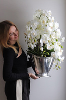 Fresco, storczyk w srebrnym coolerze