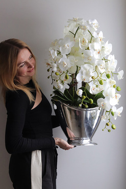 OD RĘKI Fresco, storczyk w srebrnym coolerze, wys.76cm 