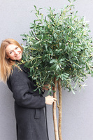 Drzewko Oliwne Concrete, sztuczna roślina w donicy