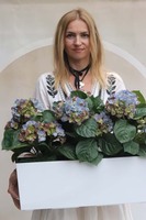 Summer Balcony Blue, niebieskie hortensje w skrzynce balkonowej