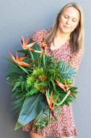 Strelicja Hotelia, podłużna kompozycja w misie