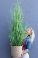 Mediolan Basket New, sztuczna trawa w koszu