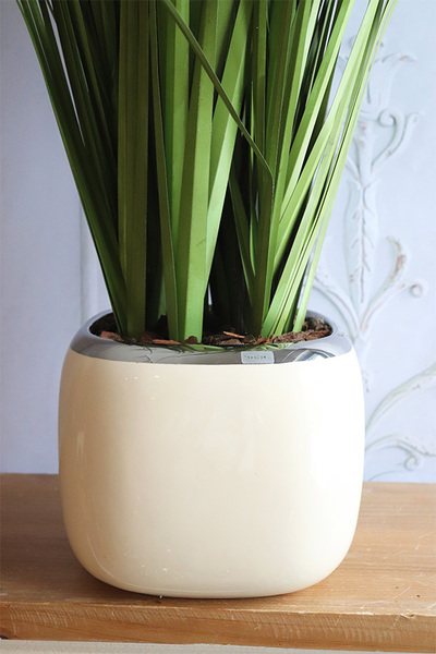 delikatna kompozycja traw z jeżówką, Lotto 2