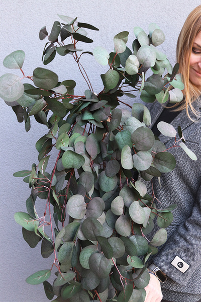 Eucalipto, bukiet wiszący