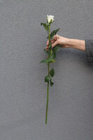 Róża Juliet, gałązka sztucznej róży