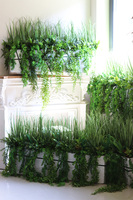 Agneso Greenoso, kompozycja we wkładzie do Twojej donicy