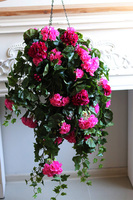 Pelargonia Pink, kwiaty w wiszącej donicy