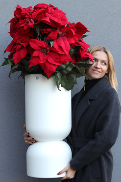 OD RĘKI Gwiazda Betlejemska Celine, wysokiej jakości sztuczna roślina XL, wys.108cm 