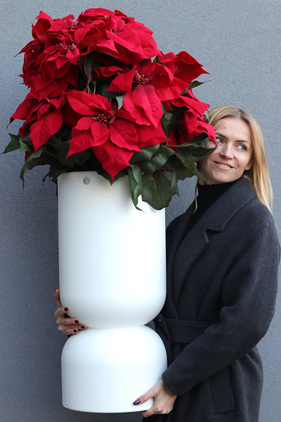 Gwiazda Betlejemska Celine, wysokiej jakości sztuczna roślina XL	