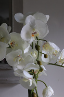 Aurelia Silvia, elegancki storczyk w srebrnej donicy, wys.58cm 