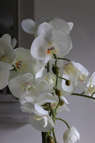 Aurelia Silvia, elegancki storczyk w srebrnej donicy, wys.58cm 