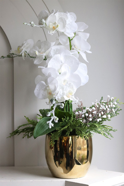 White Snow, elegancki storczyk zimowy