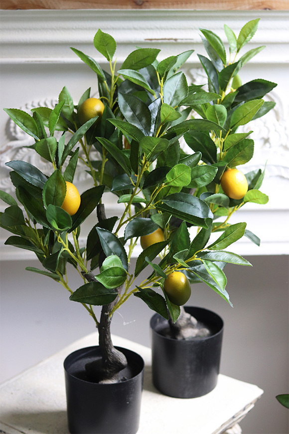 sztuczne drzewko cytrynowe, Citronea