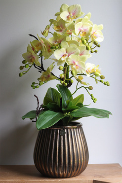 Limona Albina, gumowy storczyk w miedzianej osłonce, wys.62cm