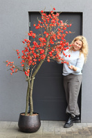 Wiśnia Czerwona, sztuczne drzewko cytrynowe w donicy