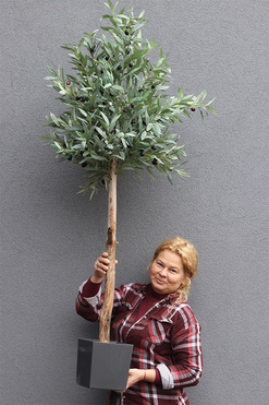 Oliwka New, sztuczne drzewko w osłonce, wym.170cm