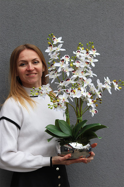 Tajlandia Orchidea Piano, storczyk w srebrnej donicy, wys.57cm