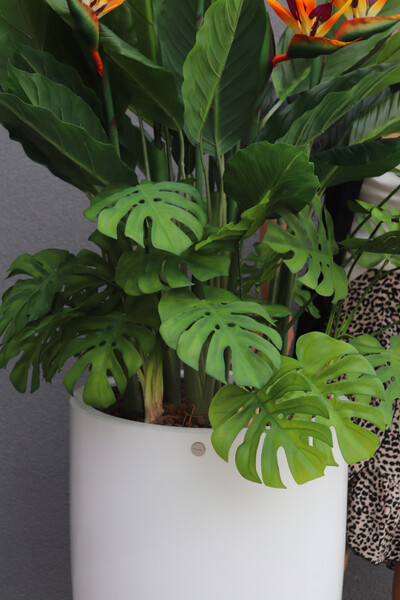 Strelicja Fiberglass Bahama, egzotyczna kompozycja w donicy