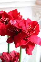 Amarylis Silver Winter 2, świąteczny stroik w srebrnej donicy, wys.52cm  