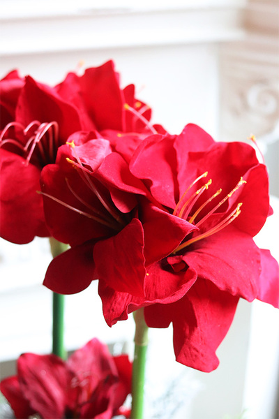 Amarylis Silver Winter 2, świąteczny stroik w srebrnej donicy, wys.52cm  