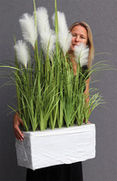 Crepiana, trawy z kłosami do Twojej donicy
