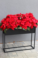 Gwiazda Betlejemska Moderno, aksamitne kwiaty w donicy na stojaku, wym.92x100cm