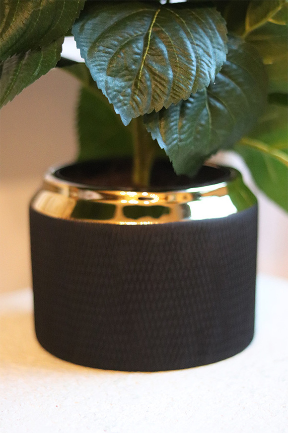 Spring Gold, doniczkowa hortensja Zielono-Niebieska