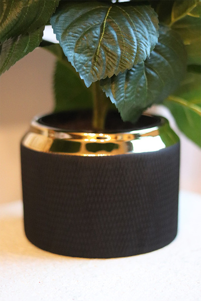 Spring Gold, doniczkowa hortensja Zielono-Niebieska